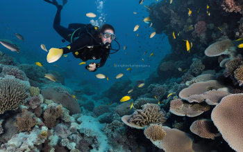 diving karimunjawa